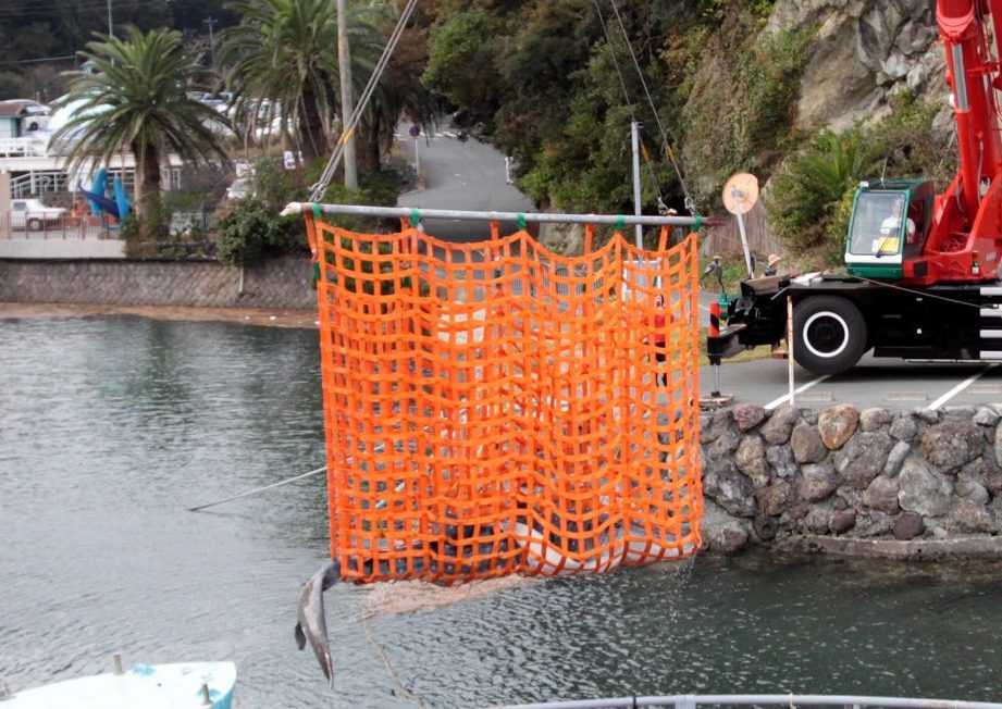 巨大海水魚吊り上げ